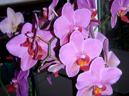 Flowers at our Dinner Table.